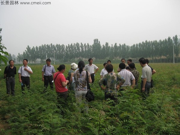 黃連木種子發(fā)芽出苗圖片