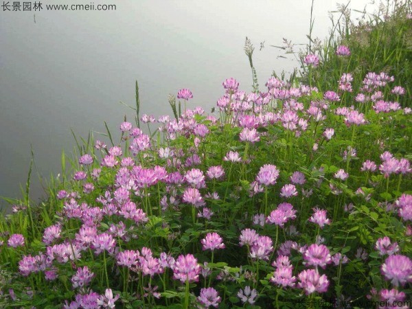 紅花草種子發(fā)芽出苗開(kāi)花圖片