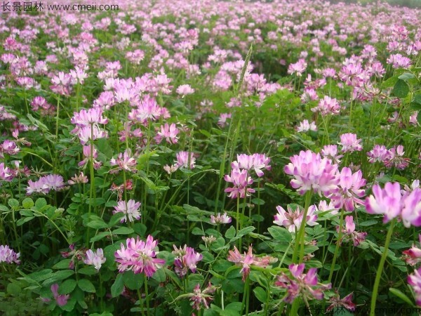 紅花草種子發(fā)芽出苗開(kāi)花圖片