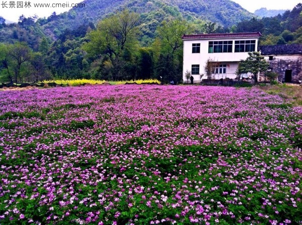 紅花草種子發(fā)芽出苗開(kāi)花圖片