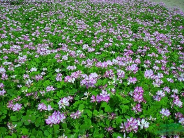 紅花草種子發(fā)芽出苗開(kāi)花圖片