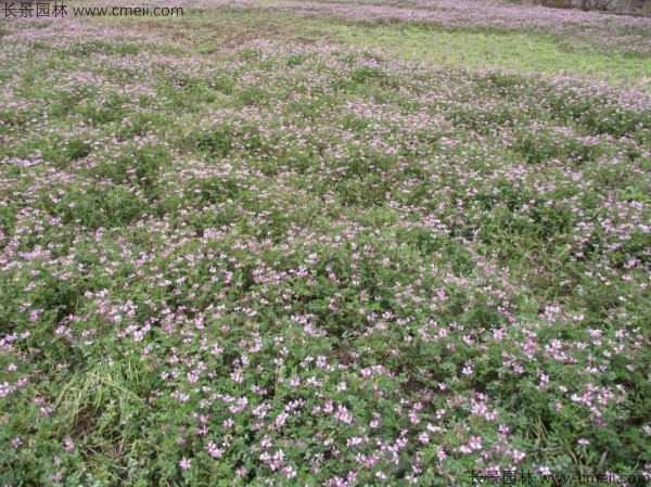 紅花草種子發(fā)芽出苗開(kāi)花圖片