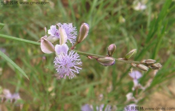 遠(yuǎn)志種子發(fā)芽出苗開(kāi)花圖片