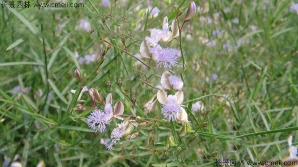 遠(yuǎn)志種子發(fā)芽出苗開(kāi)花圖片