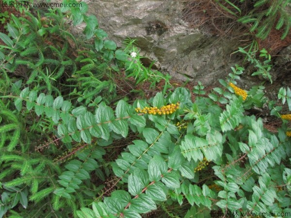 馬桑種子發(fā)芽出苗圖片