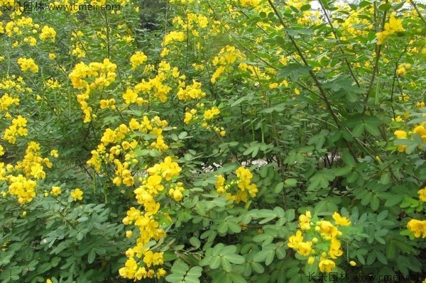 黃花槐種子發(fā)芽出苗開(kāi)花圖片