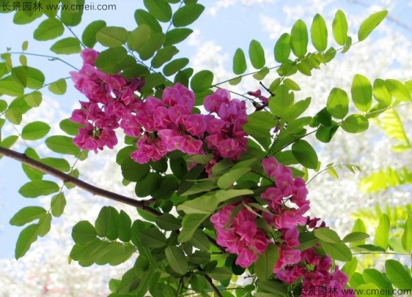 紅花槐種子發(fā)芽出苗開(kāi)花圖片