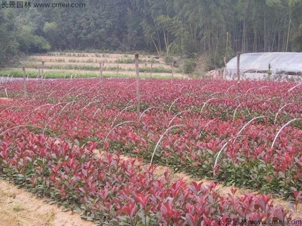 紅葉石楠種子發(fā)芽出苗圖片