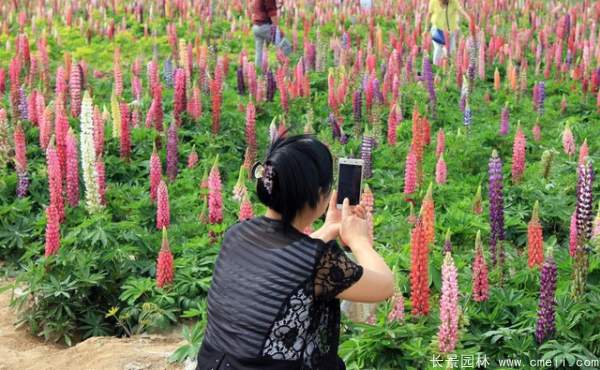 羽扇豆種子發(fā)芽出苗開花圖片