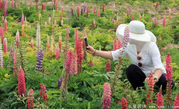 羽扇豆種子發(fā)芽出苗開花圖片