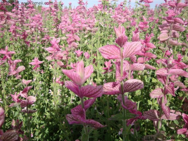 鼠尾草種子發(fā)芽出苗開(kāi)花圖片