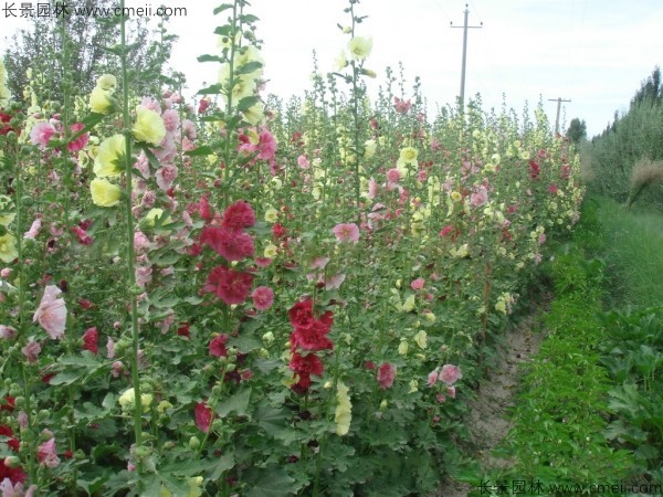 錦葵種子發(fā)芽出苗開(kāi)花圖片