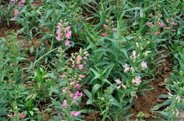 吊鐘柳種子發(fā)芽出苗開(kāi)花圖片