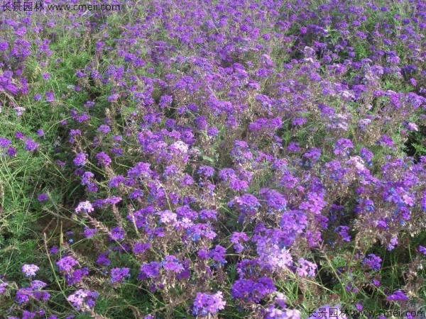 蜂室花種子發(fā)芽出苗開(kāi)花圖片