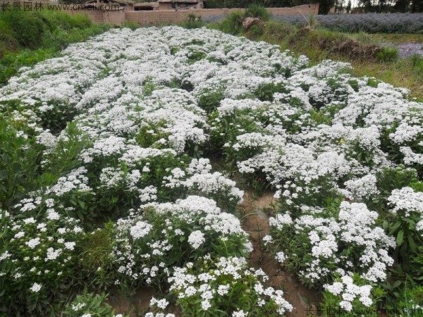 蜂室花種子發(fā)芽出苗開(kāi)花圖片