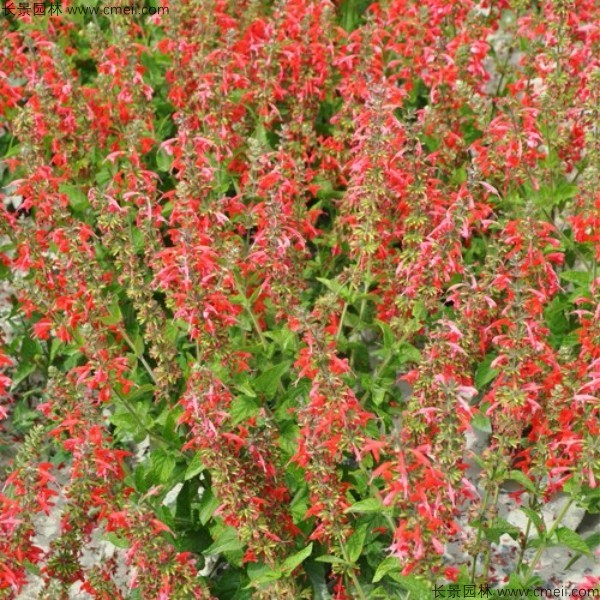 一串紅種子發(fā)芽出苗開(kāi)花圖片