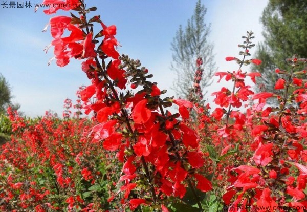 一串紅種子發(fā)芽出苗開(kāi)花圖片