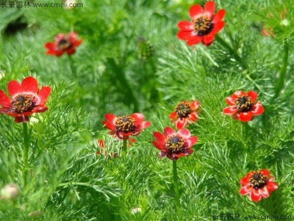 茼蒿菊種子發(fā)芽出苗開(kāi)花圖片