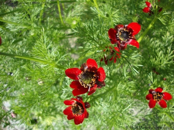 茼蒿菊種子發(fā)芽出苗開(kāi)花圖片