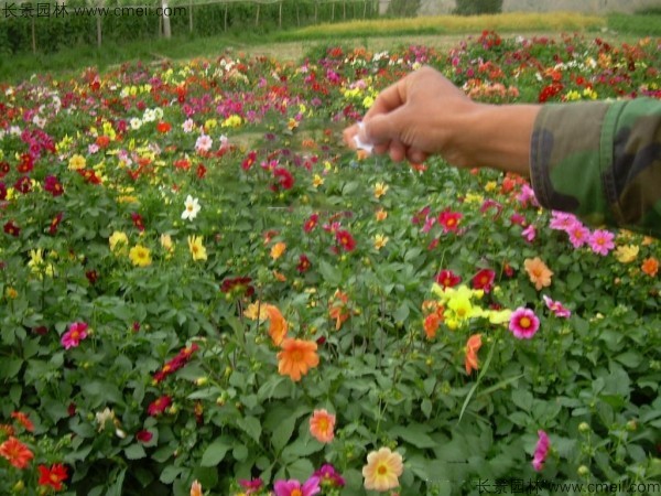 大麗花種子發(fā)芽出苗開(kāi)花圖片