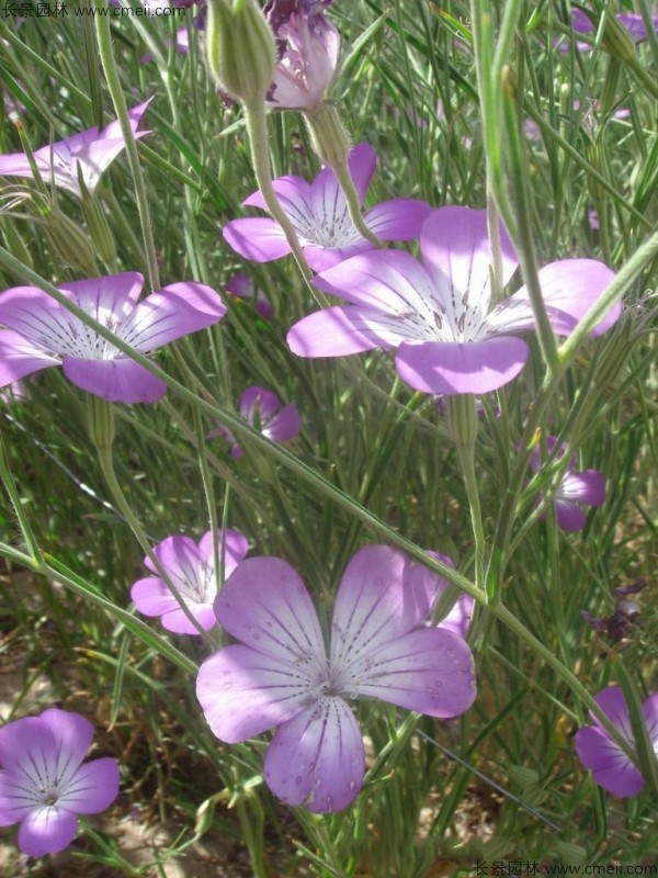 麥仙翁種子發(fā)芽出苗開花圖片