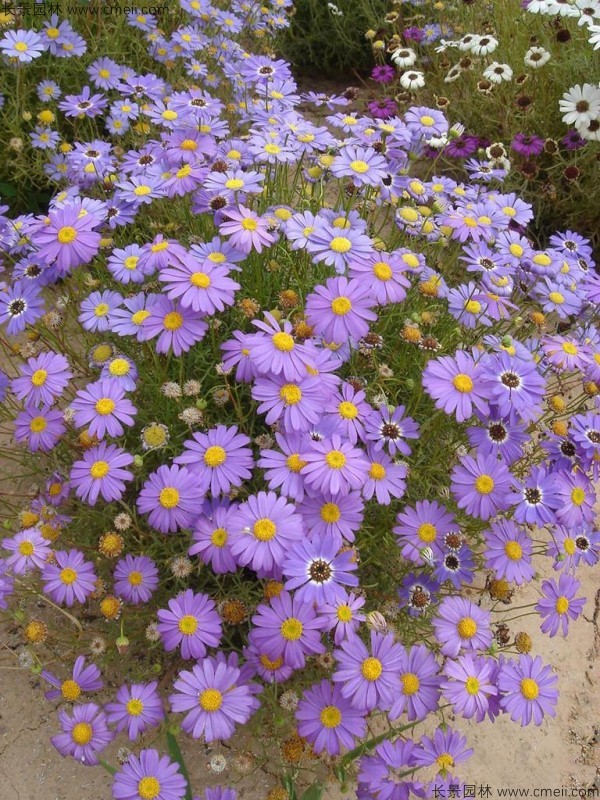 五色菊種子發(fā)芽出苗開花圖片