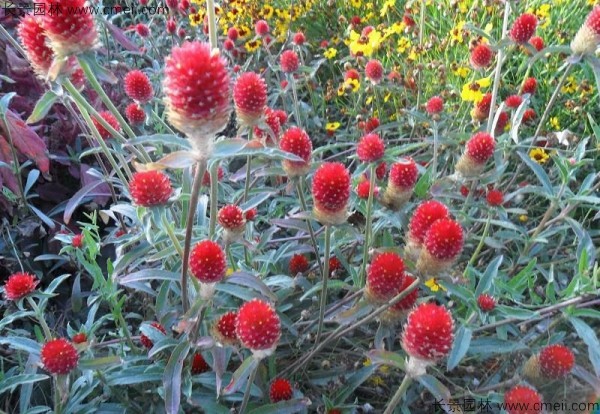 千日紅種子發(fā)芽出苗開花圖片