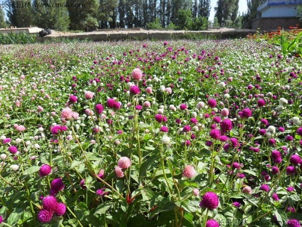 千日紅種子發(fā)芽出苗開花圖片