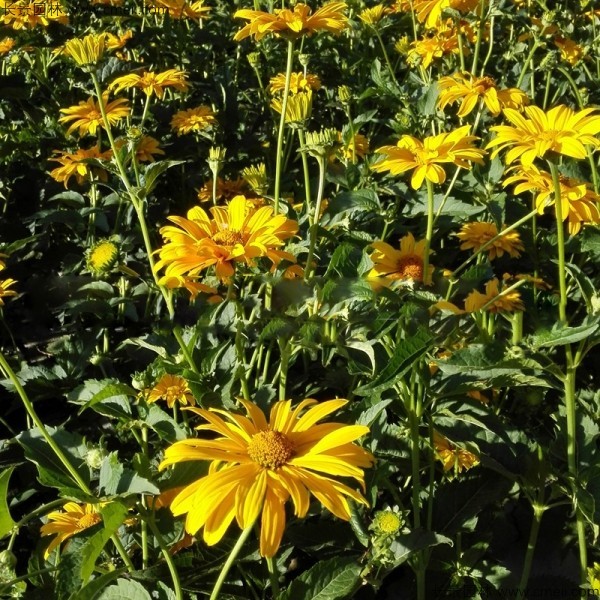 黃菊花種子發(fā)芽出苗圖片