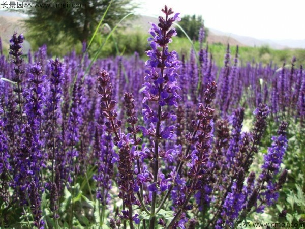 藍花鼠尾草種子發(fā)芽出苗開花圖片