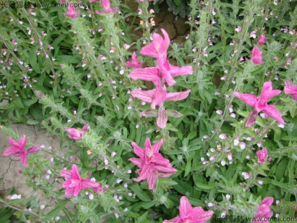 粉花鼠尾草種子發(fā)芽出苗開花圖片