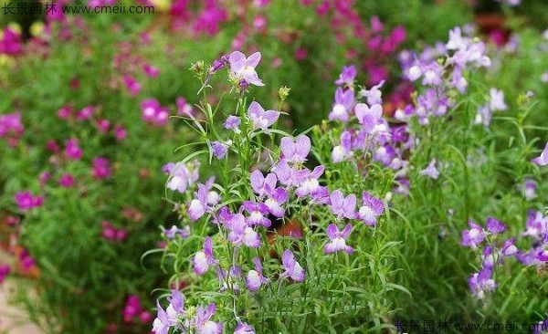 柳穿魚(yú)種子發(fā)芽出苗開(kāi)花圖片