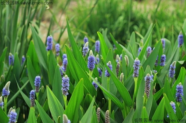 梭魚草種子發(fā)芽出苗開花圖片