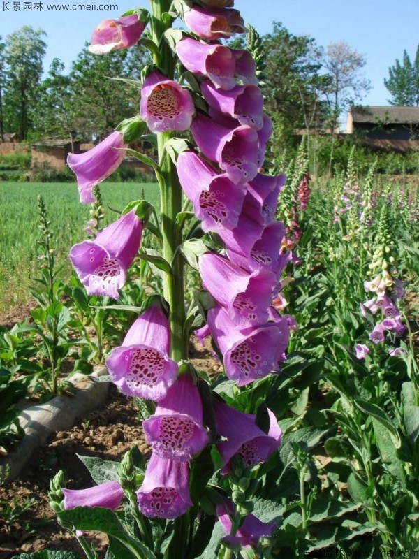 毛地黃種子發(fā)芽出苗開(kāi)花圖片