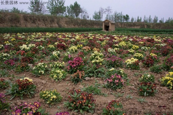 歐洲報春種子發(fā)芽出苗開花圖片