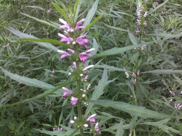 茺蔚子種子發(fā)芽出苗圖片