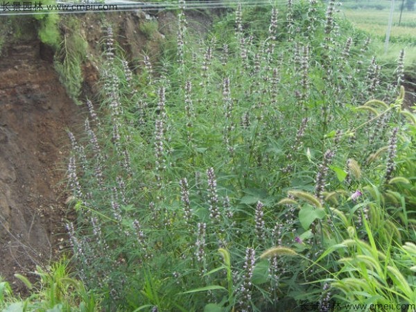 茺蔚子種子發(fā)芽出苗圖片