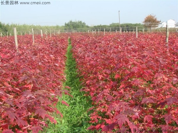 美國(guó)紅楓種子發(fā)芽出苗圖片