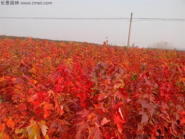 美國(guó)紅楓種子發(fā)芽出苗圖片