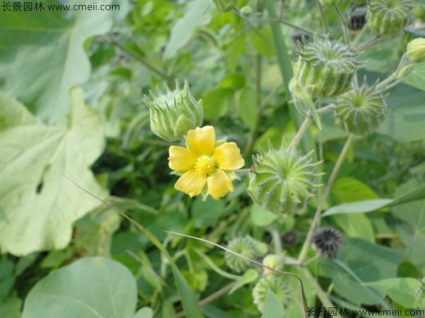 青麻種子發(fā)芽出苗開(kāi)花圖片