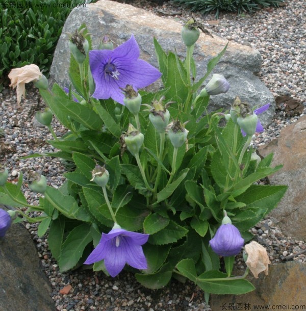 鈴鐺花種子發(fā)芽出苗開(kāi)花圖片