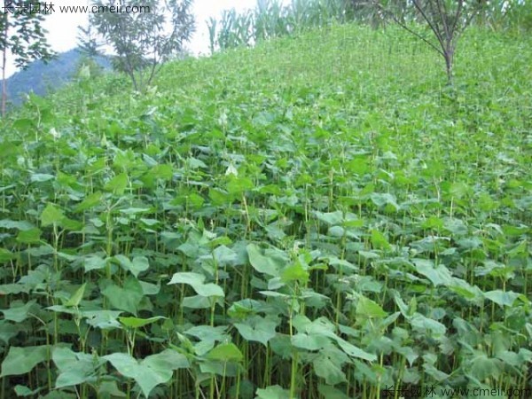 蕎麥種子發(fā)芽出苗圖片