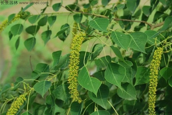 烏桕種子發(fā)芽出苗圖片