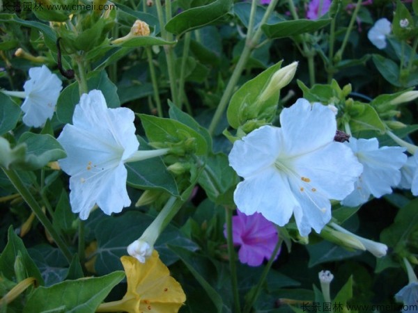 野茉莉種子發(fā)芽出苗開(kāi)花圖片