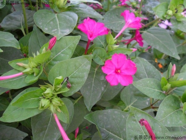 野茉莉種子發(fā)芽出苗開(kāi)花圖片