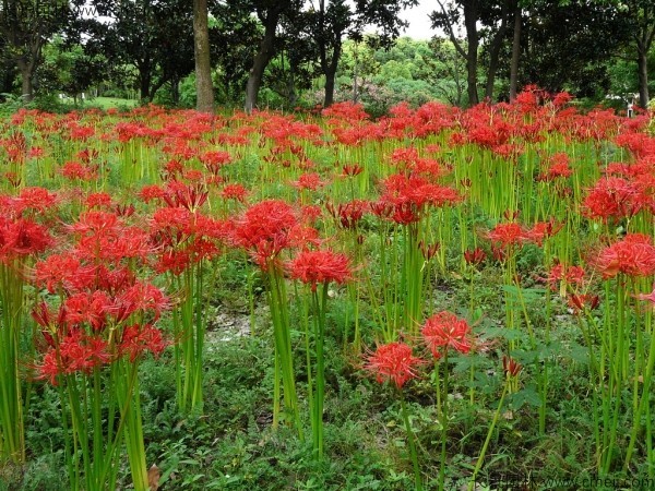 石蒜花種子哪家好