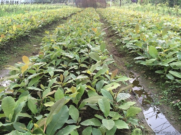 日本厚樸種子發(fā)芽出苗圖片