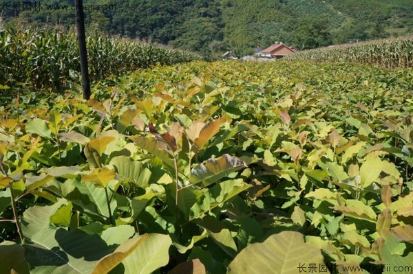 日本厚樸種子發(fā)芽出苗圖片