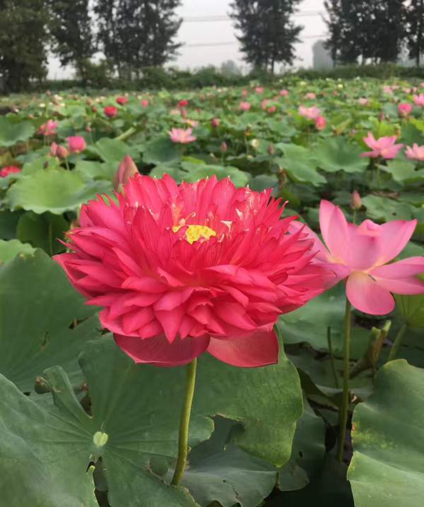 荷花種植基地實(shí)拍優(yōu)質(zhì)品種類