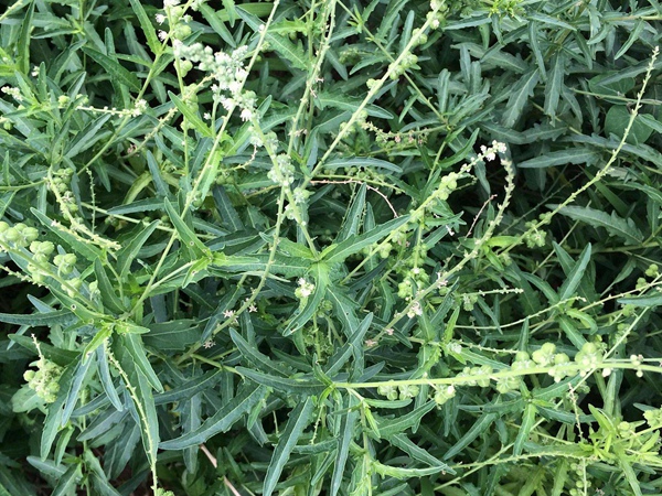珍珠透骨草種子多少錢(qián)一斤,珍珠透骨草種子批發(fā)價(jià)格 珍珠透骨草種子多少錢(qián)一斤,珍珠透骨草種子批發(fā)價(jià)格